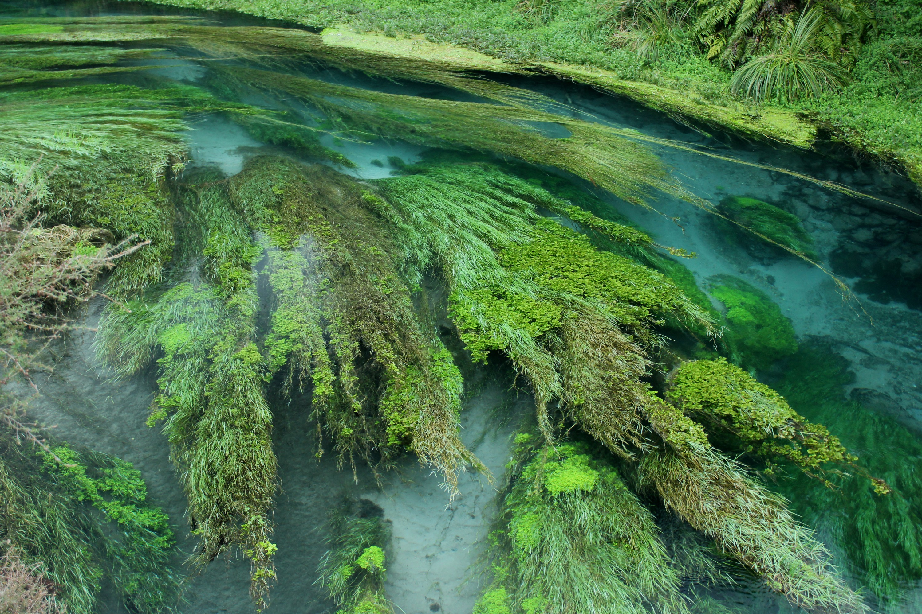 IMG_3600 – freshwater, new zealand, nz, spring, clear, flora, plants, blue water, blue spring, putaruru, te waihou, tirau, waikato